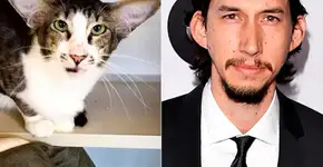 Gato é adotado em abrigo depois de ser comparado a ator de ‘Star Wars’