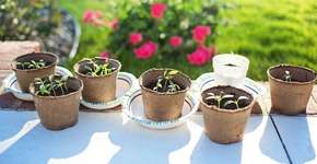 Foto: (Imagem de Jill Wellington por Pixabay)