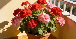 Foto: (Imagem sem texto alternativo disponivel ID [2724787])