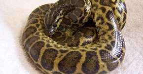 Entidade que protege animais busca um lar para 39 cobras