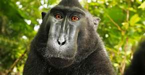 Foto: (Imagem sem texto alternativo disponivel ID [1828489])