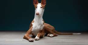 Foto: (Imagem sem texto alternativo disponivel ID [2702764])