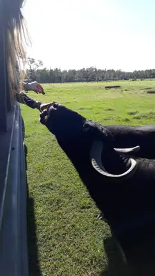 Safari Wilderness Ranch