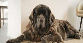 Foto: (Imagem sem texto alternativo disponivel ID [2635083])