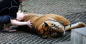 Entenda por que tirar ‘selfies’ com animais silvestres não é legal