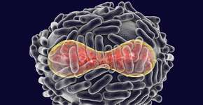 Foto: (Dr_Microbe/istock)