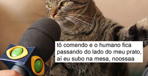 11 desabafos que este gatíneo disparou pela internet