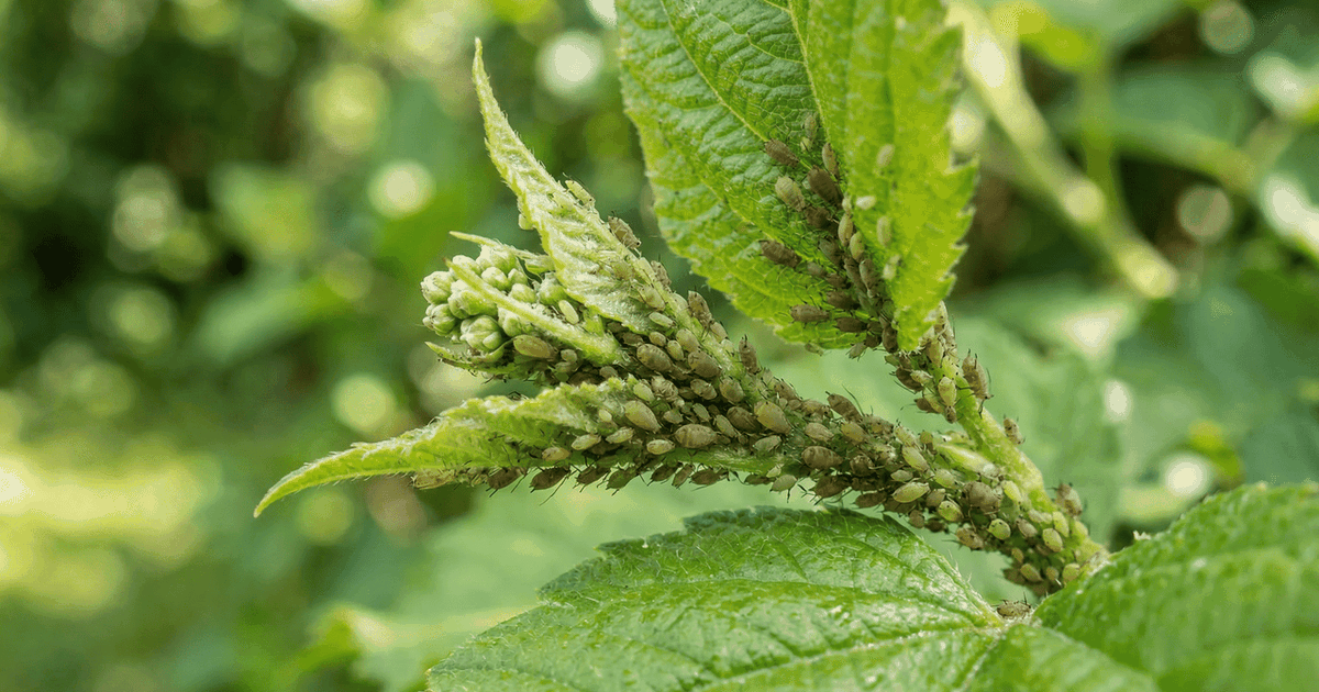 Aqui estão as dicas que realmente funcionam contra pulgões nas plantas do jardim
