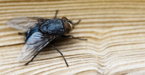 Diga adeus às moscas: Truques naturais e eficazes para sua casa