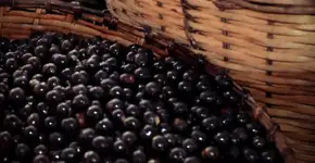 Açaí ajuda no tratamento de esquizofrenia