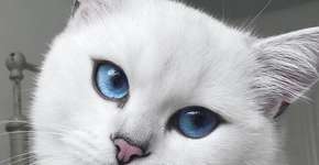 Foto: (Imagem sem texto alternativo disponivel ID [1037763])