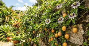 Foto: (Imagem sem texto alternativo disponivel ID [2772703])