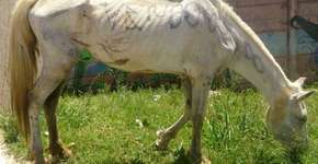 Foto: (Imagem sem texto alternativo disponivel ID [793820])