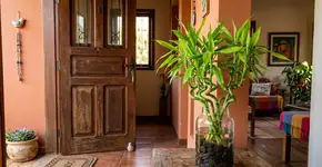 Na China eles colocam bambu na entrada para atrair boas energias e limpam as folhas com leite para ele nunca amarelar