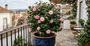 A árvore que melhor se adapta ao vaso: a opção elegante para pequenos terraços