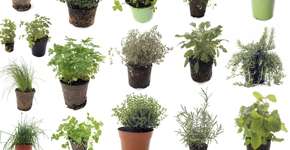 Saiba quais plantas medicinais cultivar em casa