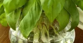 7 temperos que você pode replantar em casa