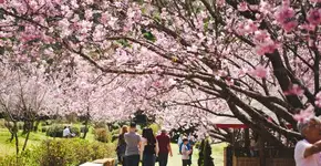 Foto: (Divulgação/Parque da Cerejeira)