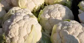 Couve-flor de frigideira fácil e rápido de fazer