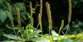 Foto: (Imagem sem texto alternativo disponivel ID [2699790])