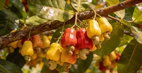 Foto: (Imagem sem texto alternativo disponivel ID [2697525])