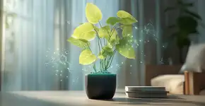 “Super planta” purifica o ar interno 30 vezes mais eficazmente do que outras plantas