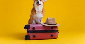 12 dicas para viajar com o pet com conforto e segurança