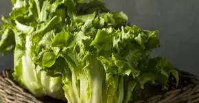 Descubra 9 benefícios da escarola, que fortalece os ossos e combate a anemia