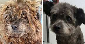 Mulher adota cão em estado terminal para deixá-lo feliz em seus últimos dias