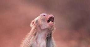 Foto: (Imagem sem texto alternativo disponivel ID [1430826])