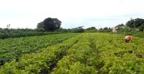 Pesquisador cita papel da irrigação na sustentabilidade ambiental