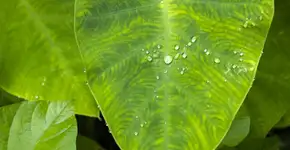 Taioba é aliada contra a anemia e a inflamação