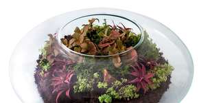 Tenha uma microfloresta em casa: monte um terrário