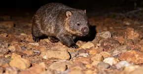 Um dos mamíferos mais raros passa em frente à câmera. Veja a criatura incrível