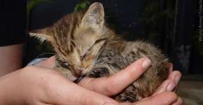 10 passos para ajudar um cão ou gato de rua