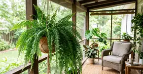 A samambaia é resistente a quase tudo, mas nunca a deixe onde venta muito na varanda