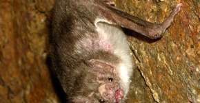 Foto: (Imagem sem texto alternativo disponivel ID [1845531])