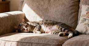 Será que os gatos de rua ficam gratos por serem acolhidos? Essa é a resposta