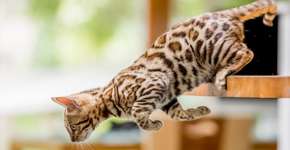 Foto: (Imagem sem texto alternativo disponivel ID [2600260])