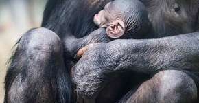 Vídeo triste mostra os cuidados de um chimpanzé com filhote morto