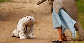 Bloco infantil no interior do Pará homenageia animais da Amazônia