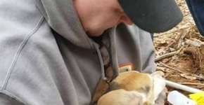 Cachorro late e é encontrado em buraco coberto por terra