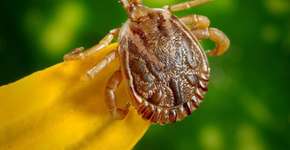 Foto: (Reprodução/Prefeitura de Jundiaí)