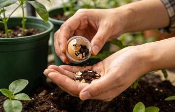 Tertiary news: Como criar o seu pó de intenção para nutrir plantas e atrair prosperidade