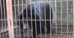 Ursa é salva após 14 anos sendo explorada para extração de bile