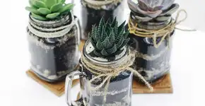 Potes de vidro são ideia prática para se ter plantas em casa