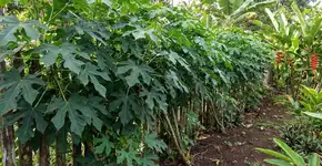 Foto: (Imagem sem texto alternativo disponivel ID [2787507])