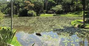 Cinco razões para você conhecer o Jardim Botânico de São Paulo