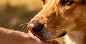 Foto: (Imagem sem texto alternativo disponivel ID [2668669])