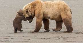 Fotos incríveis são finalistas de prêmio Vida Selvagem em Londres